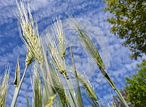 Wild wheat seeds seen from the ground and blue sky
