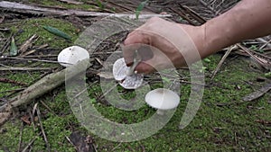Wild white agaricus arvensis mushroom