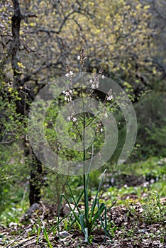 Wild white Asphodel full plant in nature in rural Israel