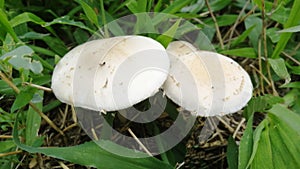 Wild white beautiful mushrooms photo