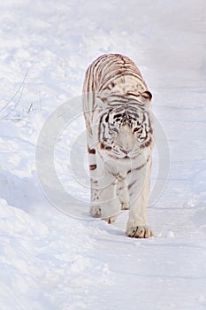 Wild white bengal tiger on a morning walk. Animals in wildlife.