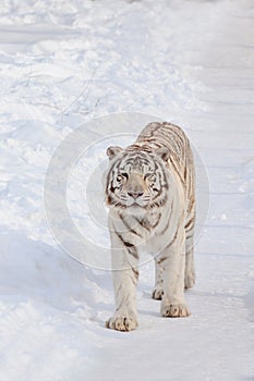 Wild white bengal tiger on a morning walk. Panthera tigris tigris.