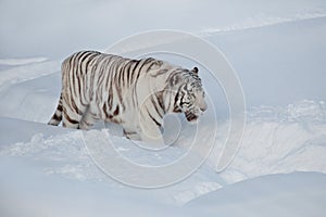 Wild white bengal tiger on a morning walk. Panthera tigris tigris