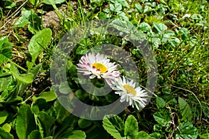 Wild white chamomile flowers on a background of green grass