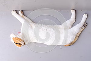 Wild white color cat stretch oneself and gape