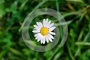 Wild white daisy flower on a meadow blurred background