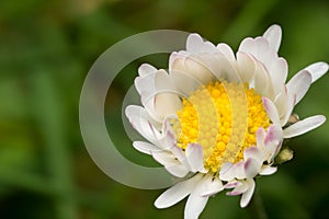 Wild White Daisy in Spring