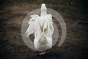 Wild white duck spreading wings in forest countryside, white duck bird flapping wings outdoors close-up, ugly duckling concept