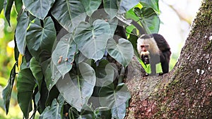 Wild White-faced Capuchin (Cebus capucinus) monkey eating