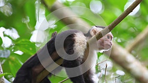 Wild White-faced Capuchin (Cebus capucinus) monkey looks about him