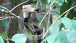 Wild White-faced Capuchin (Cebus capucinus) relaxs and grooms