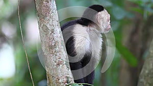 Wild White-faced Capuchin (Cebus capucinus) watches for danger
