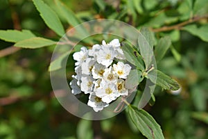 Wild white flower