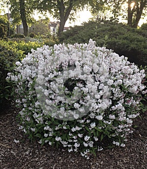 Wild white flower bush from Enfeild Park