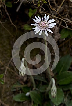 Wild white flower on dark blur background