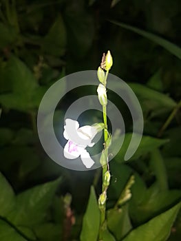 wild white flower that grows in Kalimantan, Indonesia 3