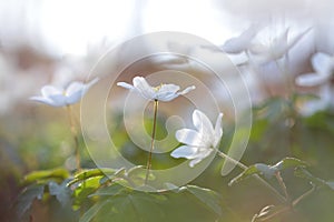 Wild white flowers in forest meadow