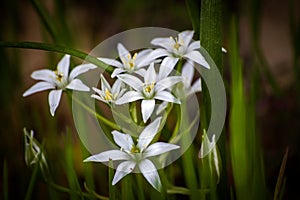 Wild white flowers on a meadow in spring