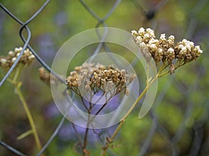 wild white flowers through a mesh fence in summer, Russia