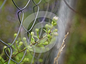 wild white flowers through a mesh fence in summer, Russia