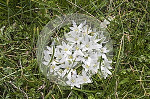 Wild white flowers of Ornithogalum umbellatum on meadow