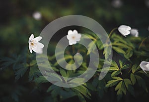 Wild white forest flower Anemona photo