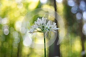 Wild white forest flower blooming in late Spring. Low wide angle shot, shallow depth of field, sunrays and bokeh cicrcles in the