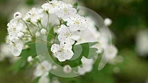 Wild white Hawthorn flowers with stamens close up. Crataegus