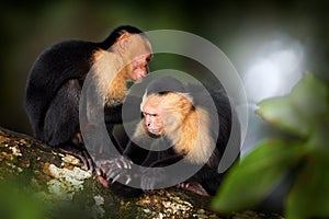 Wild White-headed Capuchin, Cebus capucinus, black monkeys sitting on the tree branch in the dark tropical forest, animals in the