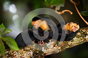 Wild White-headed Capuchin, Cebus capucinus, black monkeys sitting on the tree branch in the dark tropical forest, animals in the
