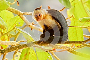 Wild White-headed Capuchin, Cebus capucinus, black monkeys sitting on the tree branch in the dark tropical forest, animals in the