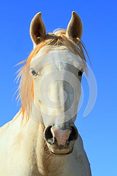 Wild White Horse