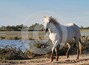 Wild white horse of the Camargue