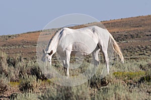 Wild white horse mare grazing