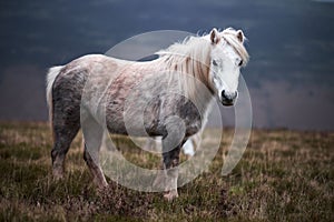Wild white horse, on a welsh mountain near Llangorse lake