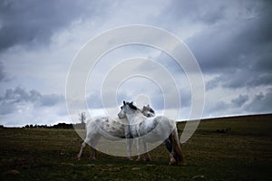 Wild white horse, on a welsh mountain near Llangorse lake