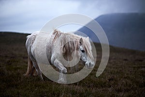 Wild white horse, on a welsh mountain near Llangorse lake