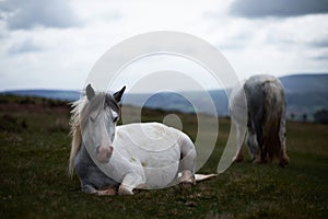 Wild white horse, on a welsh mountain near Llangorse lake