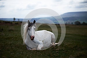 Wild white horse, on a welsh mountain near Llangorse lake