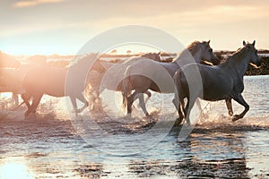 Wild White Horses of Camargue running on water at sunset. France