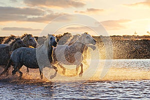 Wild White Horses of Camargue running on water at sunset. France