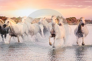 Wild white horses of Camargue running on water at sunset. Southern France