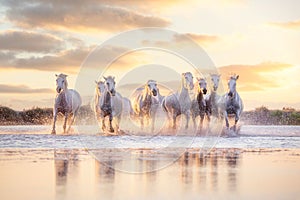 Wild white horses of Camargue running on water at sunset. Southern France photo