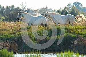 Wild white horses of the Camargue (France) photo