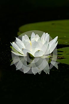 Wild White Lily Pad Flower With Reflection