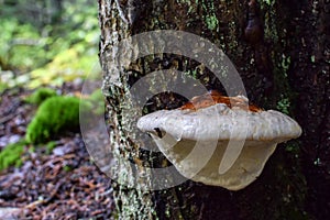 Wild white mushroom (agaricus bisporus) growing on the surface of a tree trunk