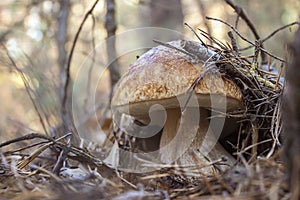 Wild white mushroom boletus porcini in the autumn forest