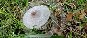 Wild white mushroom grows in the park