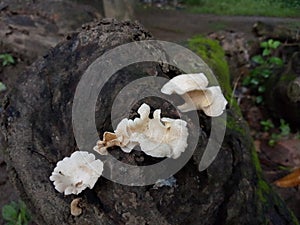 Wild white mushrooms grow on decaying trees in the tropical forests