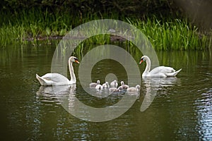 Wild white mute swan family photo